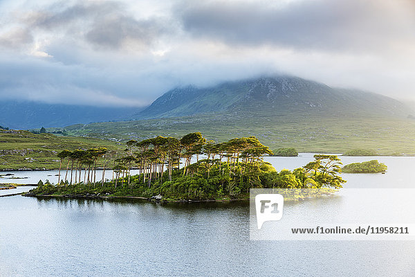 Pine Island on Derryclare Lake  Connemara  County Galway  Connacht province  Republic of Ireland  Europe