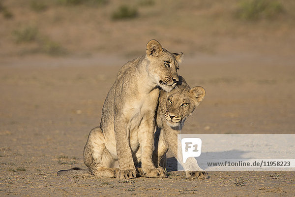 Young lions (Panthera leo) Kgalagadi Transfrontier Park Northern Cape South Africa Africa