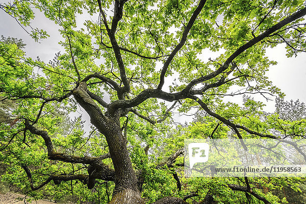 Ukraine  Dnepropetrovsk region  Novomoskovsk district  Oak (Quercus) tree