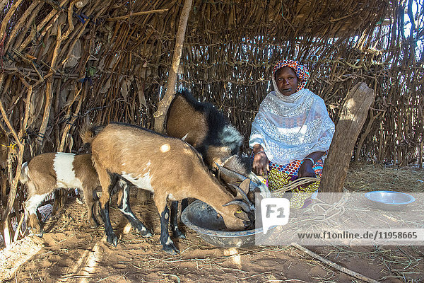 Peul-Ziegenhirte  Senegal  Westafrika  Afrika