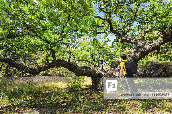 Ukraine  Dnepropetrovsk region  Novomoskovsk district  Man standing next to Oak (Quercus) tree