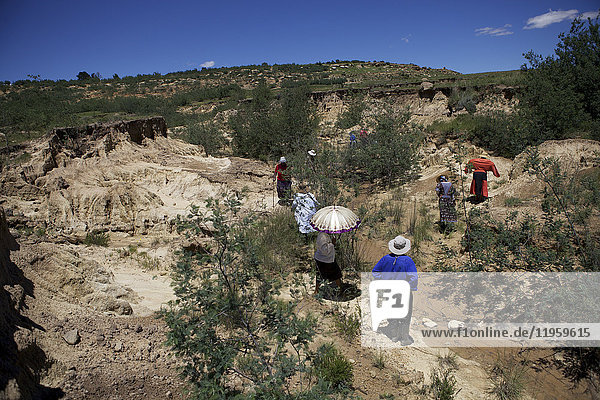 Frauen pflanzen Bäume in einer Donga  einer von fließendem Wasser gebildeten trockenen Rinne  um den Boden zu binden  Lesotho  Afrika