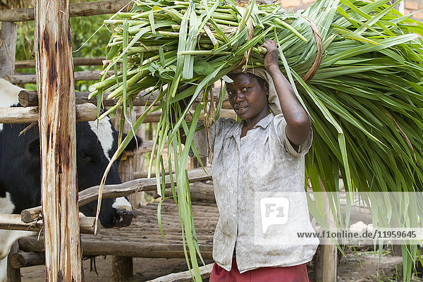 A female farmer carries long grass on her head to feed her cow  Uganda  Africa