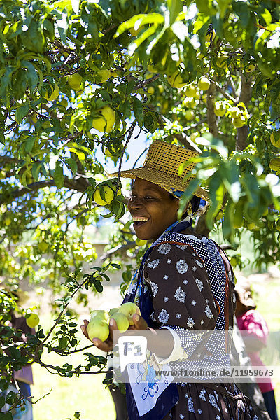Eine Frau lächelt  als sie Pfirsiche von einem Baum pflückt  Lesotho  Afrika