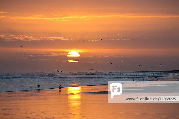 Sonnenaufgang von Bamburgh Beach mit Möwen in der Silhouette und Sonne orange Kugel  Bamburgh  Northumberland  England  Vereinigtes Königreich  Europa