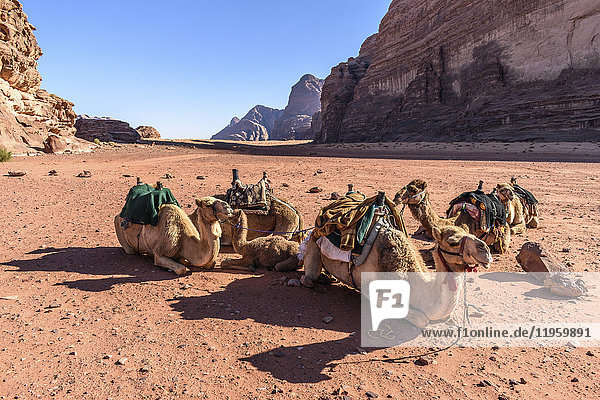 Gruppe von Kamelen  die sich in der Wüstenlandschaft Wadi Rum im Süden Jordaniens ausruhen.