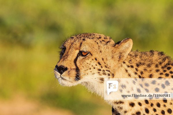 Cheetah (Acinonyx jubatus). Female has spotted a possible prey animal. Kalahari Desert Kgalagadi Transfrontier Park South Africa.