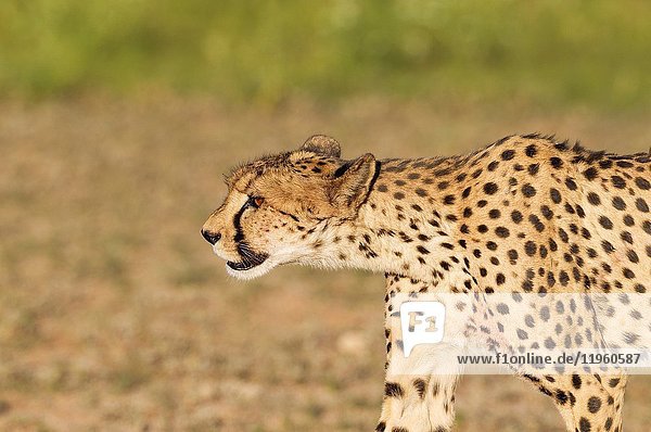 Cheetah (Acinonyx jubatus). Subadult female with blood at snout and body. Has been feeding on a springbok (Antidorcas marsipualis). Kalahari Desert Kgalagadi Transfrontier Park South Africa.