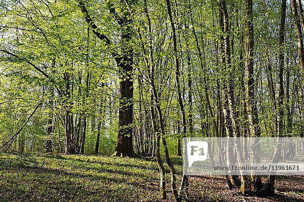 Bluebell flowerbed in understory  Forest of Rambouillet  Haute Vallee de Chevreuse Regional Natural Park  Yvelines department  Ile-de-France region  France  Europe.