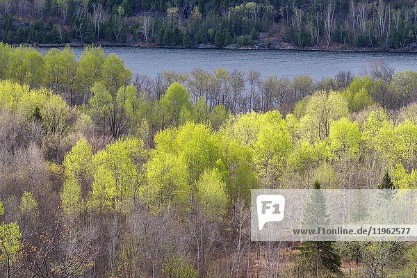 Spring foliage in a mixed forest of aspen  birch and spruce  near Simon Lake  Greater Sudbury  Ontario  Canada.