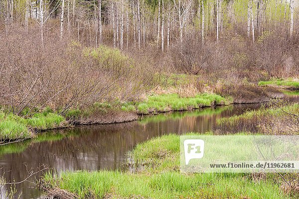 Spring foliage reflections in Fairbank Creek  Greater Sudbury  Ontario  Canada.