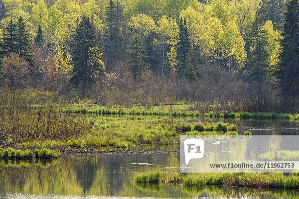 Spring reflections in Fairbank Creek  Greater Sudbury  Ontario  Canada.