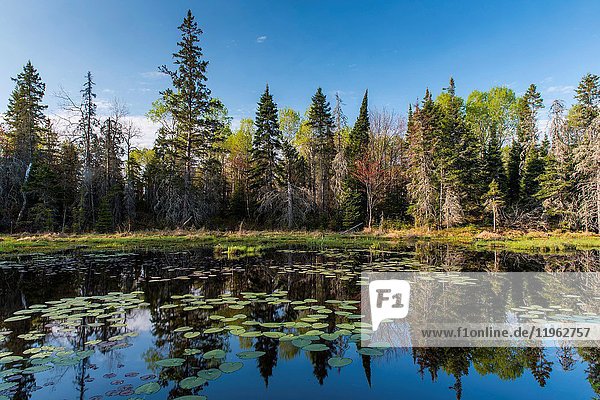 Lily pads and spring reflections in a beaver pond  Creighton  Ontario  Canada.