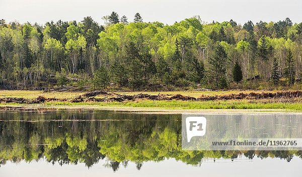 Spring reflections in a beaver pond  Greater Sudbury  Ontario  Canada.