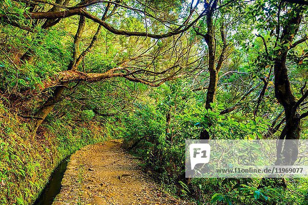 Laurisilva or laurel forest. Levada de Caldeirao Verde. Santana. Madeira. Portugal  Europe.