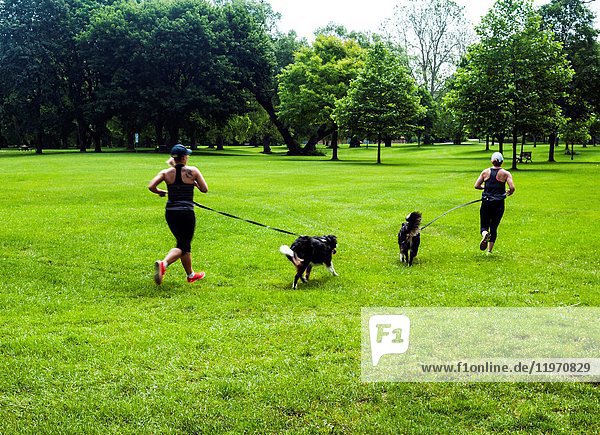 Two joggers and their dogs in a park early in the morning Ontario Canada. It’s also a type of shinrin-yoku a term that means 'taking in the forest atmosphere' or 'forest bathing.' It was developed in Japan during the 1980s and is now an important part of preventive health care and healing in Japanese medicine. Also a subject of serious research mainly in Japan and Korea on the health benefits of spending time under the canopy of a living forest.