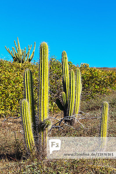 Kaktus,  der in ländlicher Umgebung wächst,  Jericoacoara-Nationalpark,  Ceara,  Brasilien