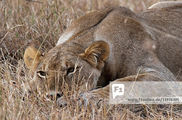 Porträt der Löwin (Panthera leo),  Nahaufnahme,  Maasai Mara National Reserve,  Rift Valley,  Kenia,  Afrika