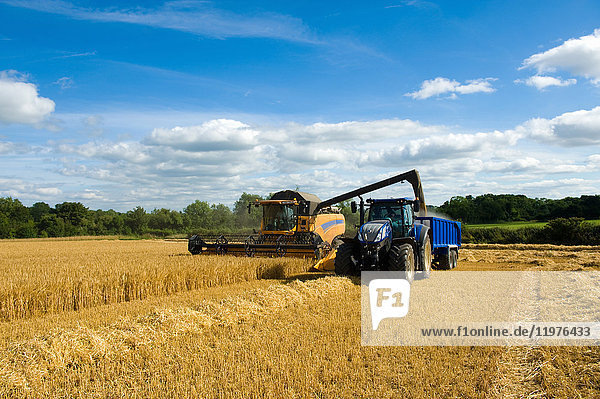 Combine harvester and tractor  harvesting wheat