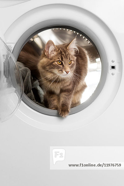 Norwegische Waldkatze in der Waschmaschine