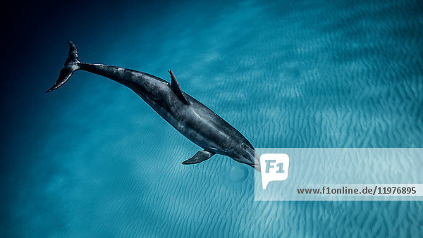 Underwater view of bottlenose dolphin swimming in blue sea Bahamas
