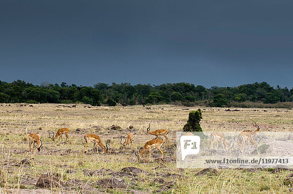 Impala (Aepyceros melampus),  Maasai Mara National Reserve,  Rift Valley,  Kenia,  Afrika