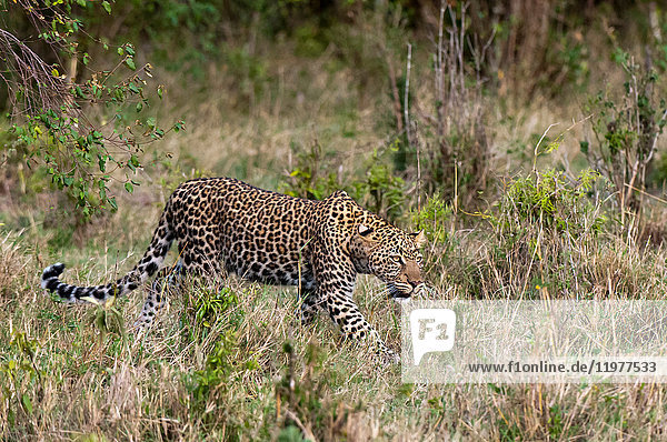 Leopard (Panthera pardus)  Masai Mara  Kenia
