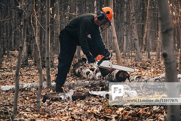 Reifer Mann beim Kettensägen von Baumstämmen auf dem Herbstwaldboden