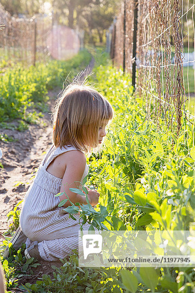 Junges Mädchen auf dem Bauernhof  hockt sich hin  inspiziert die Pflanze