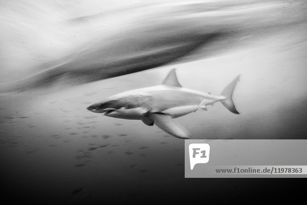 Great white shark (carcharodon carcharias) shot at slow shutter speed,  Guadalupe,  Mexico