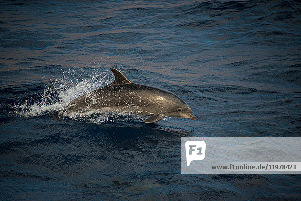 Bottlenose dolphins doing acrobatic jumps  Guadalupe  Mexico