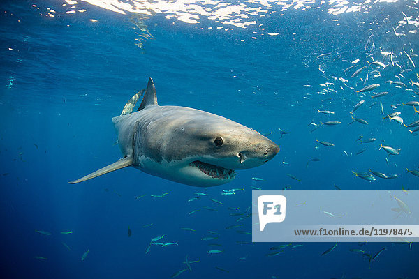 Great white shark swimming (carcharodon carcharias) close to surface  Guadalupe  Mexico