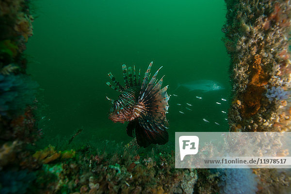 Lionfish feeding by barnacle covered shipwreck  Cancun  Quintana Roo  Mexico  North America