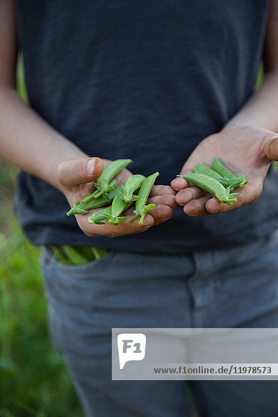 Young boy on farm  holding freshly picked sugar snap peas  mid section