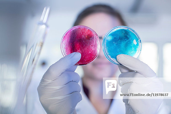 Laborantin untersucht zwei Petrischalen nebeneinander