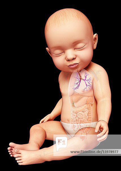 Illustration der Bronchien eines Babys.