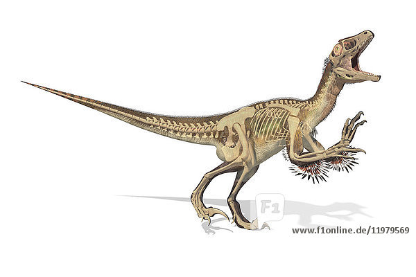 Skelettstruktur eines Utahraptor-Dinosauriers  Illustration. Diese Dinosaurier lebten in der frühen Kreidezeit  vor etwa 126 Millionen Jahren.