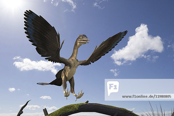 Archaeopteryx-Dinosaurier  Illustration. Diese vogelähnlichen Dinosaurier lebten vor etwa 150 Millionen Jahren während der späten Jurazeit.