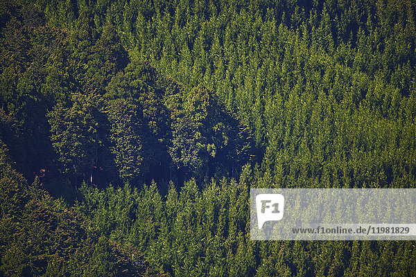 Zedernwald am Berg Yoshino  Präfektur Nara  Japan