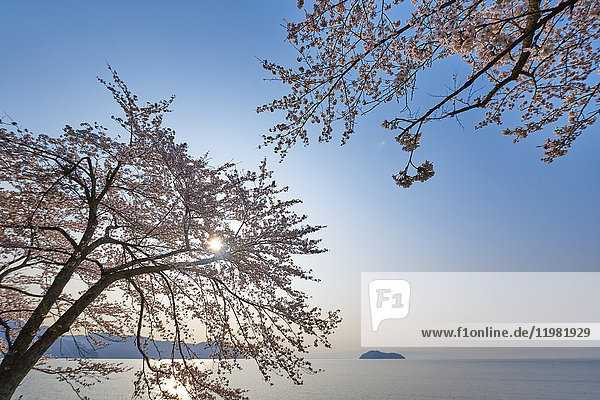 Kirschblüten in voller Blüte am Biwa-See  Präfektur Shiga  Japan