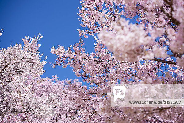 Kirschblüten in voller Blüte und blauer Himmel