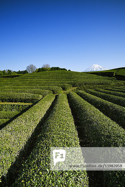 Morgenblick auf den Berg Fuji und die Teeplantage an einem klaren Tag  Präfektur Shizuoka  Japan