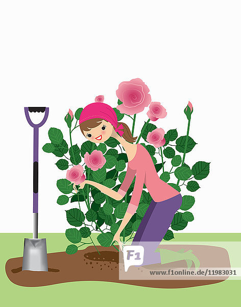 Frau pflanzt Rosenstrauch im Garten