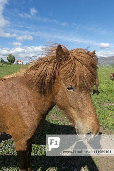 Portrait of an Icelandic horse on a pasture near Akureyri  northern Iceland.