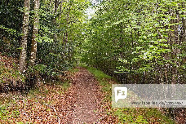 Beechwood (Fagus sylvatica) forest. Nature landscape  beech forest. Las Merindades County Burgos  Castile and Leon  Spain  Europe.
