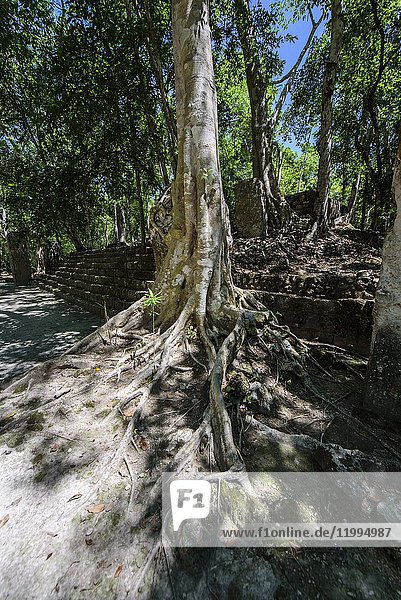 Structure at Mayan city of Calakmul  Calakmul Biosphere Reserve  Campeche  Mexico.