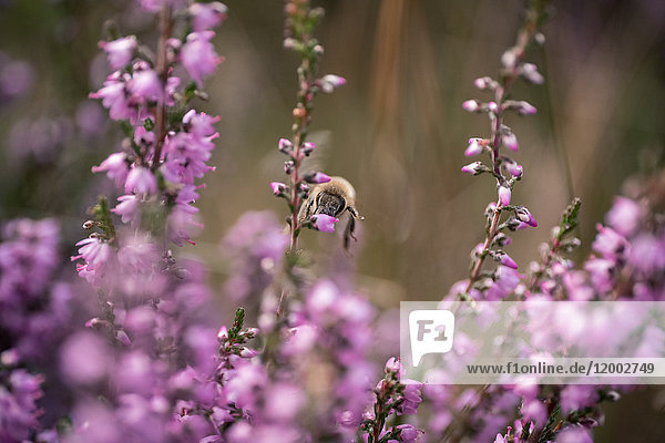 Biene auf Blütenkopf von Heidekraut  Niedersachsen  Deutschland  Europa
