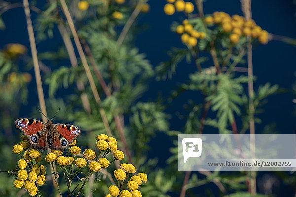 Schmetterling auf Rainfarn,  Tanacetum vulgare,  Oderteich,  Oberharzer Wasserregal,  Niedersachsen,  Deutschland,  Europa