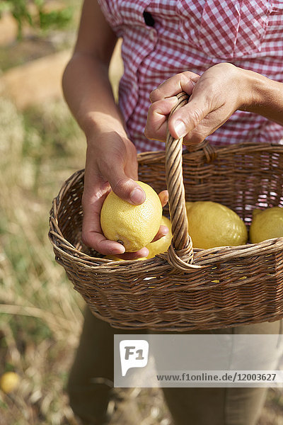 Hands of woman holding basket with lemons  close-up