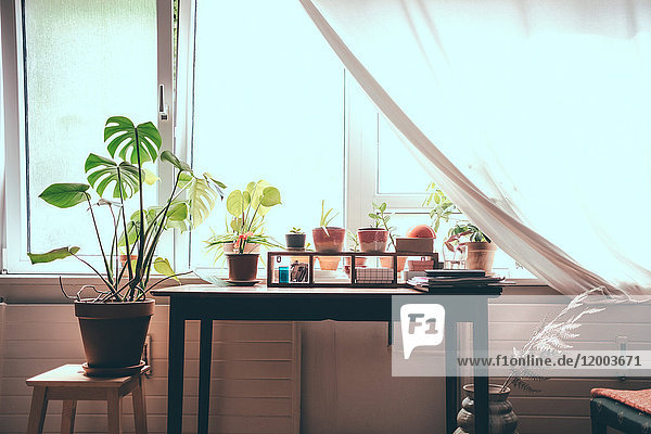 Zimmerpflanzen auf dem Tisch durch Fenster zu Hause